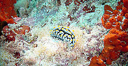 Nudibranco