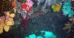 Pesce Farfalla Ingresso Grotta