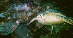 Tartaruga testuggine di mare