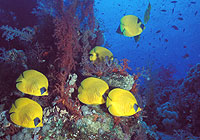 Carless Reef